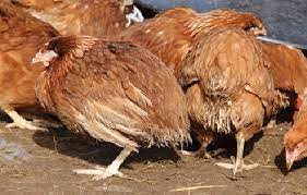 Bệnh cầu trùng trên gà (Coccidiosis)