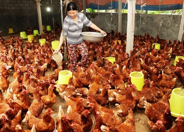 TĂNG CƯỜNG QUẦN THỂ VI KHUẨN TRONG GIA CẦM
