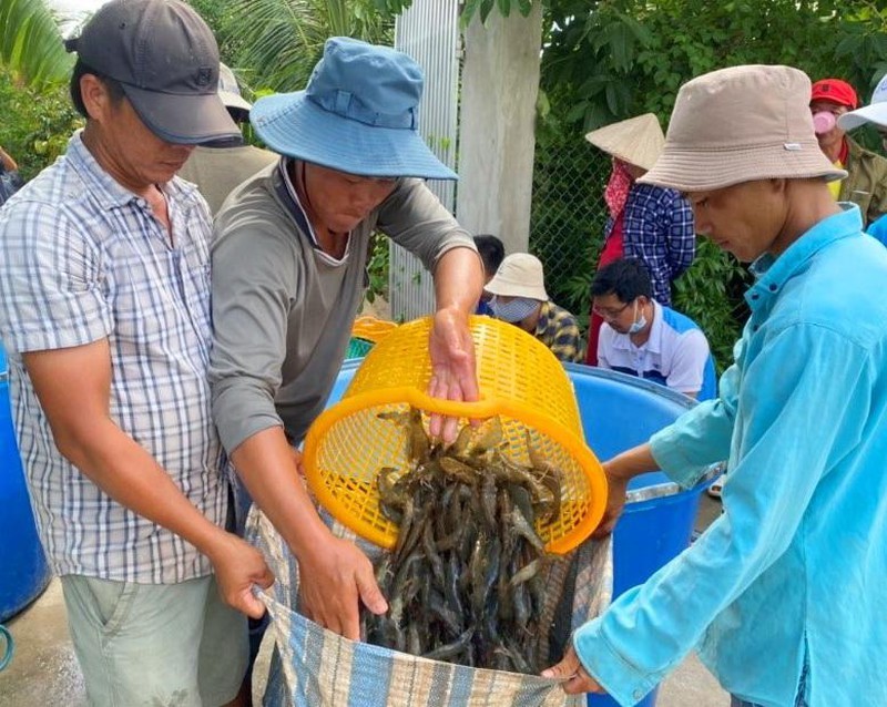 mo-hinh-nuoi-tom-3-giai-doan-mang-hieu-qua-kinh-te-cao
