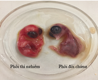 mot-so-dac-tinh-sinh-hoc-cua-chung-virus-vaccine-nhuoc-doc-dich-ta-vit