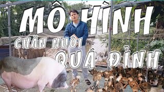 Mô hình chăn nuôi vịt, gà, ngan, ngỗng, lợn độc đáo