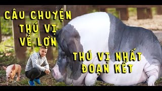 Những câu chuyện thú vị về loài lợn