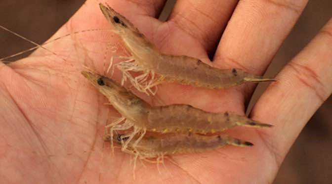 nguyen-nhan-tom-nuoi-cham-lon