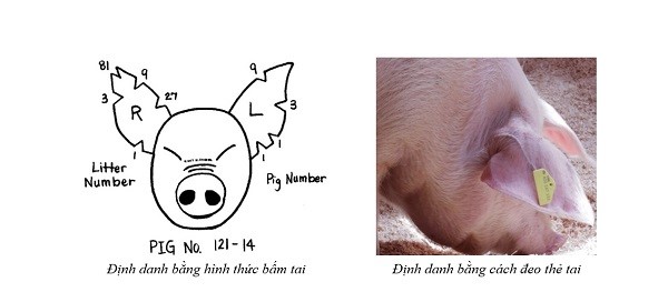 nh danh
