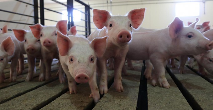 nhf-npb-pigs-at-wakefield-pork-1540-141748_656