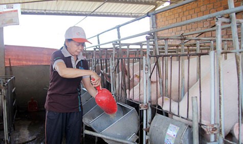 nuoi-lon-lam-dong