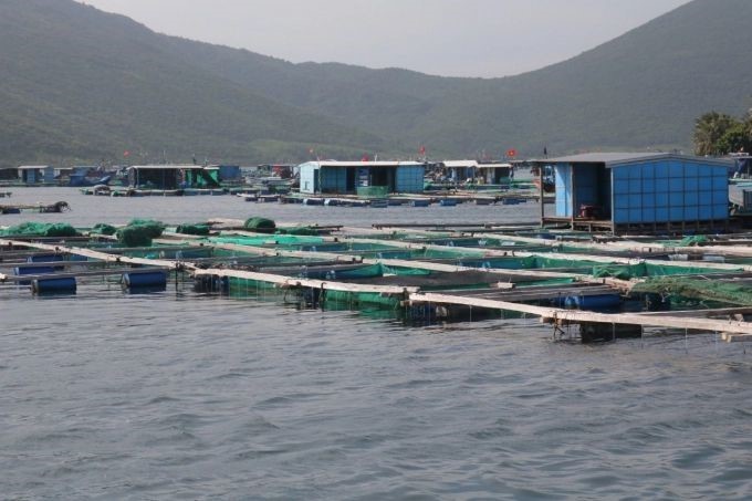 nuoi-tom-hum-bang-long-be