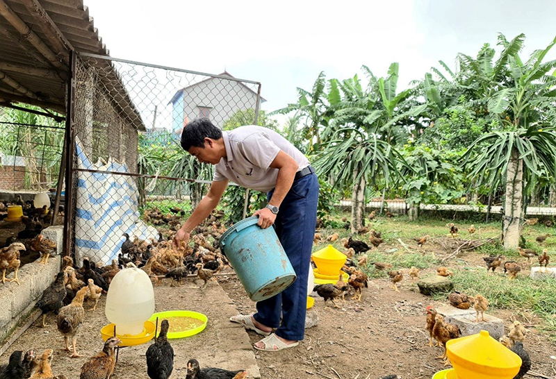 Phòng bệnh cúm gia cầm dịp Tết Nguyên đán