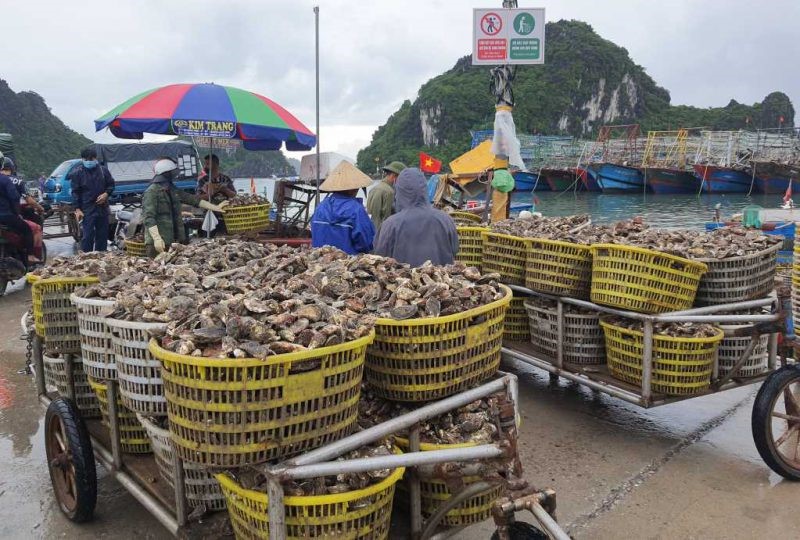 thuy-san-quang-ninh-e1648450732276
