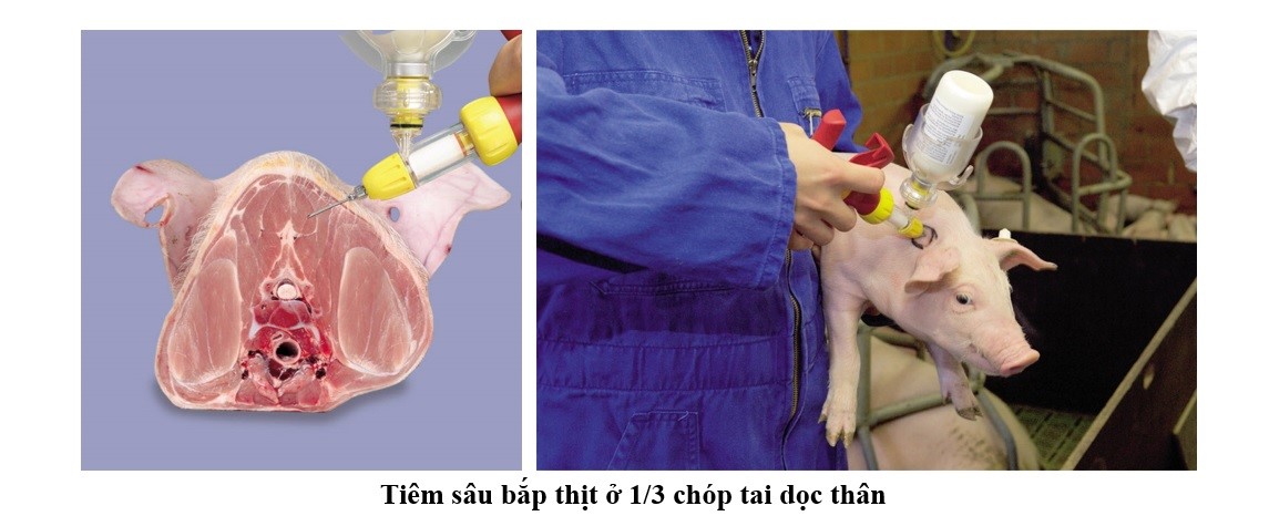 tiêm sắt