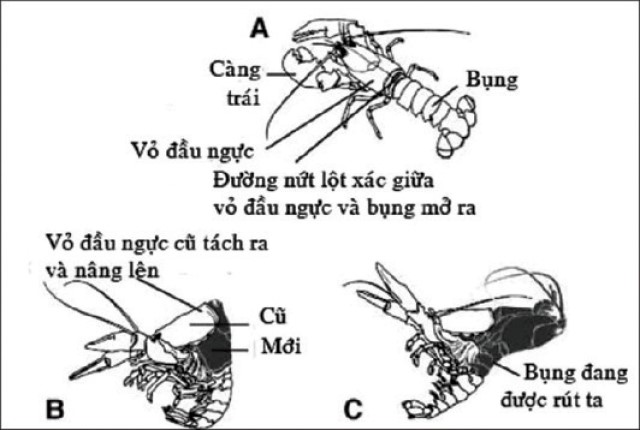 tom-lot-xac-2