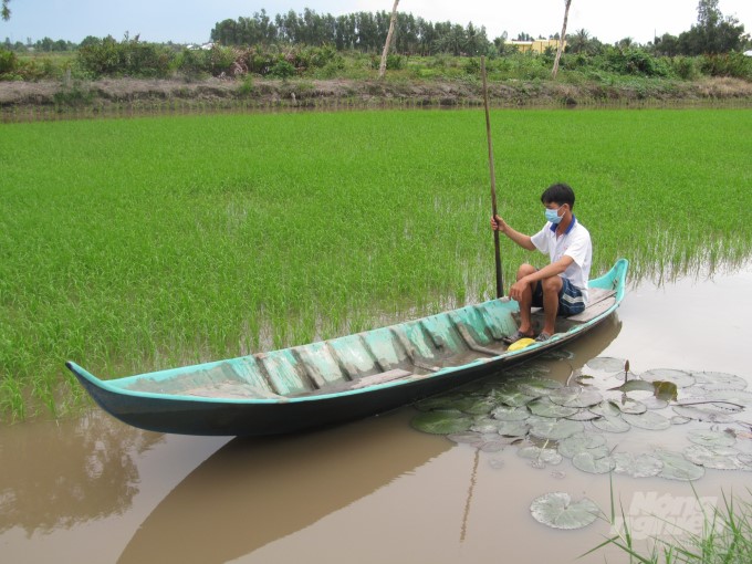 tom-lua-thich-ung-bien-doi-khi-hau