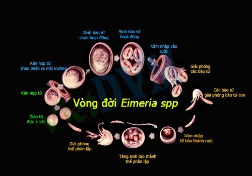 vong-doi-cua-eimeria-spp