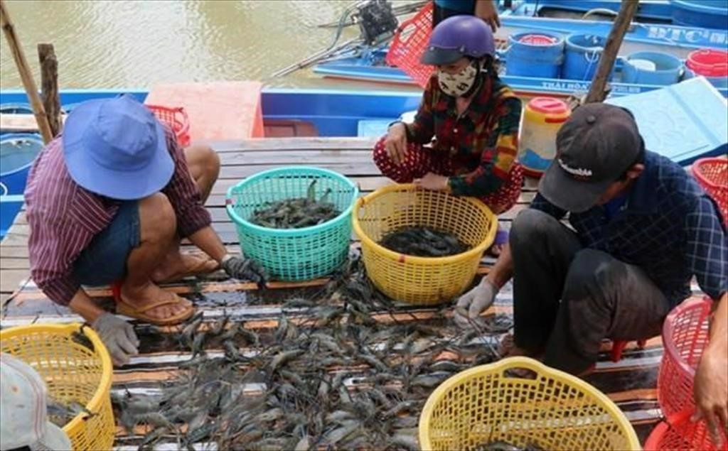 xuat-khau-thuy-san-ca-mau-chuyen-minh-thoi-hau-covid
