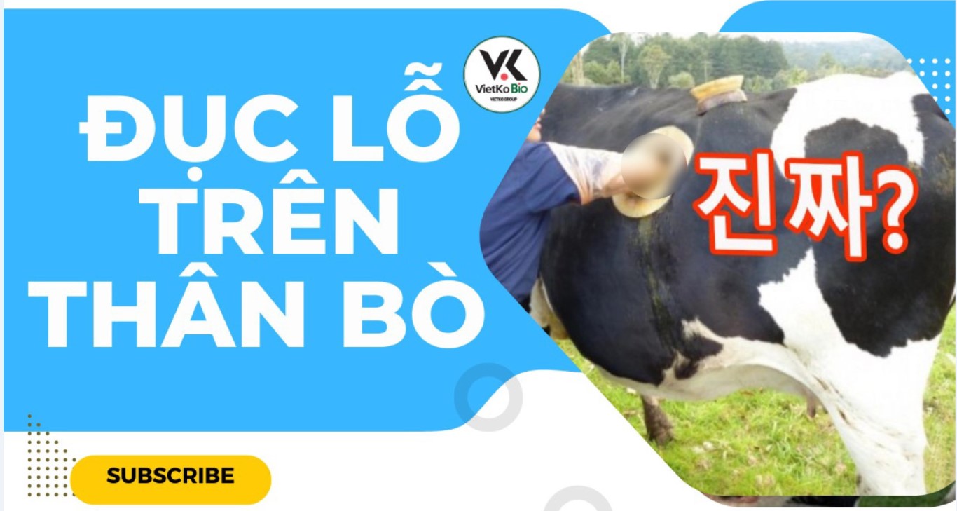 KỸ THUẬT ĐỤC LỖ TRÊN THÂN BÒ