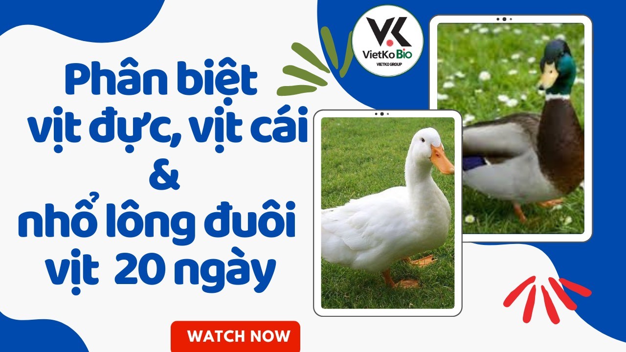 Phân biệt Vịt đực, cái  & Cắt lông đuôi cho Vịt ở 20 ngày tuổi