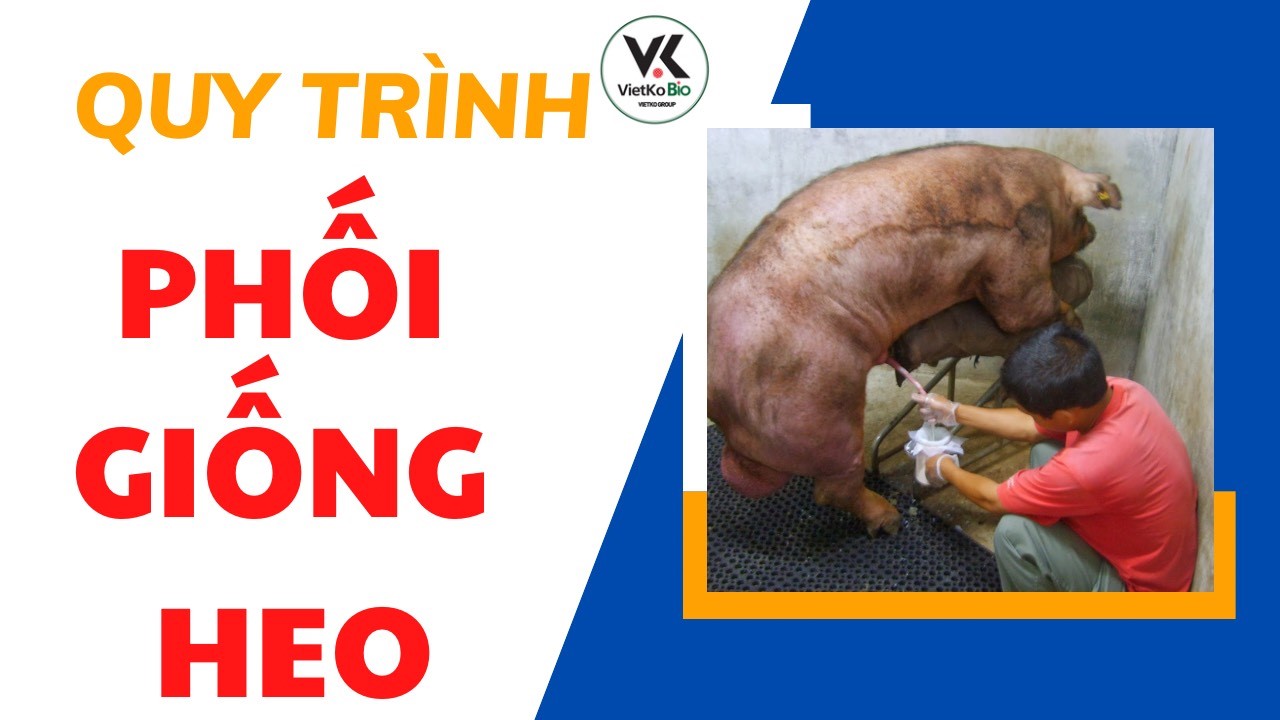 Quy trình thụ tinh nhân tạo cho heo